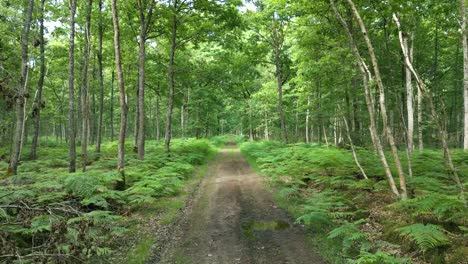 4K-Cinematic-nature-footage-of-a-drone-flying-over-a-footpath-in-the-middle-of-the-forest-in-Normandy,-France-on-a-sunny-day