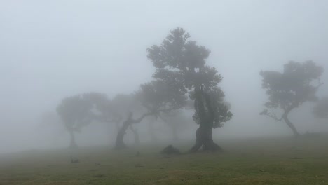 Bosque-Místico-Fanal-Envuelto-En-Niebla-En-La-Isla-De-Madeira,-Portugal