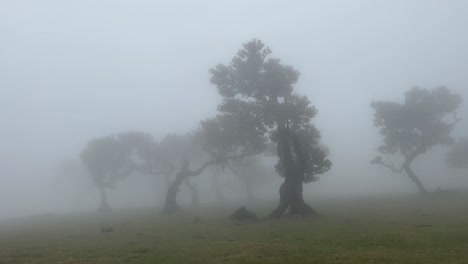 místico bosque de fanales envuelto en niebla en la isla de madeira, portugal