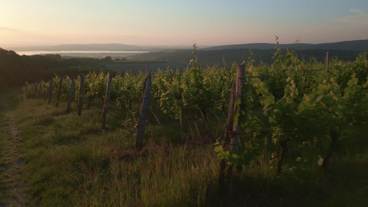 Sunset over Vineyard