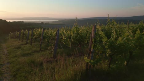 sunset over vineyard