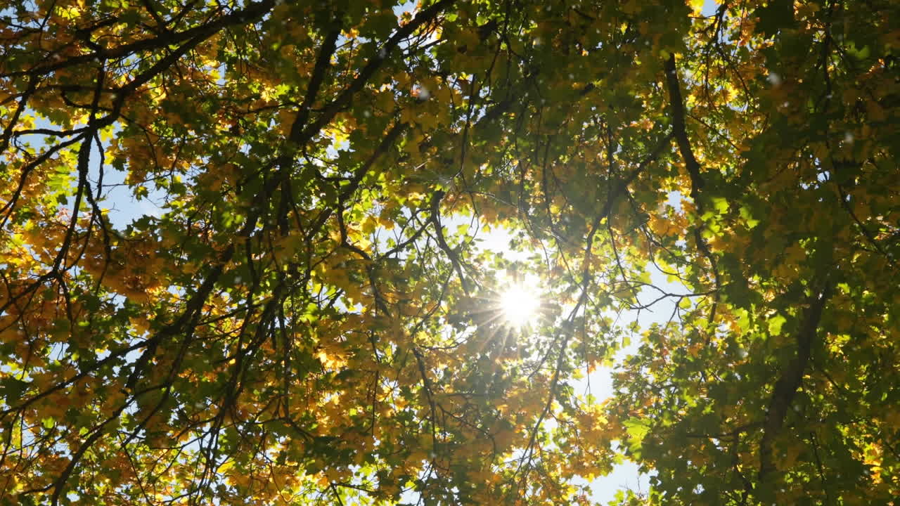 анимация нескольких белых пятен, падающих над зеленым лесом