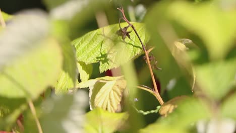 Reife-Himbeeren-Hängen-An-Ihrem-Zweig