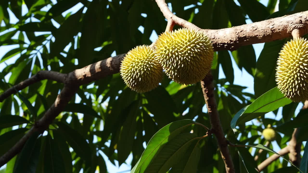 Durian Fruit on a Tree