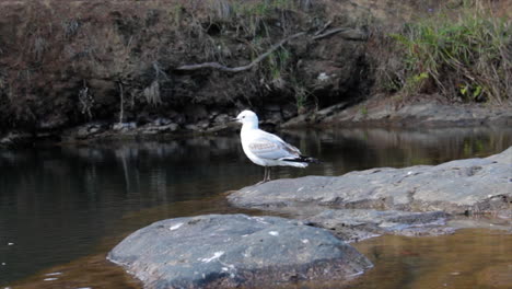 Ein-Weißer-Vogel-Sitzt-Auf-Einem-Felsen-Inmitten-Eines-Ruhigen-Flusses,-Bevor-Er-Abfliegt,-Whangarei,-Neuseeland
