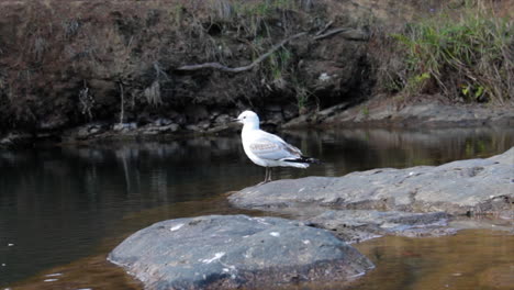 a white bird sits perched upon rock in middle of calm river before flying off, whangarei, new zealand