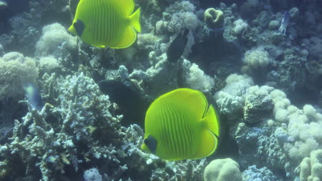 Pez-Mariposa-Bluecheek-O-Pez-Mariposa-Amarillo-En-El-Arrecife-De-Coral-Del-Mar-Rojo-De-Egipto