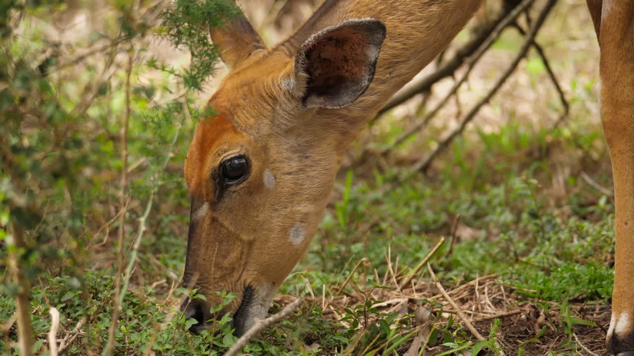 primer plano de una hembra de antílope nyala felizmente comiendo hojas