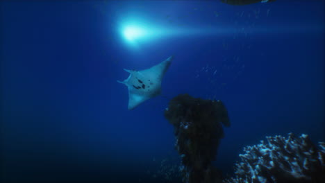 la raya manta nadando cerca del arrecife de coral