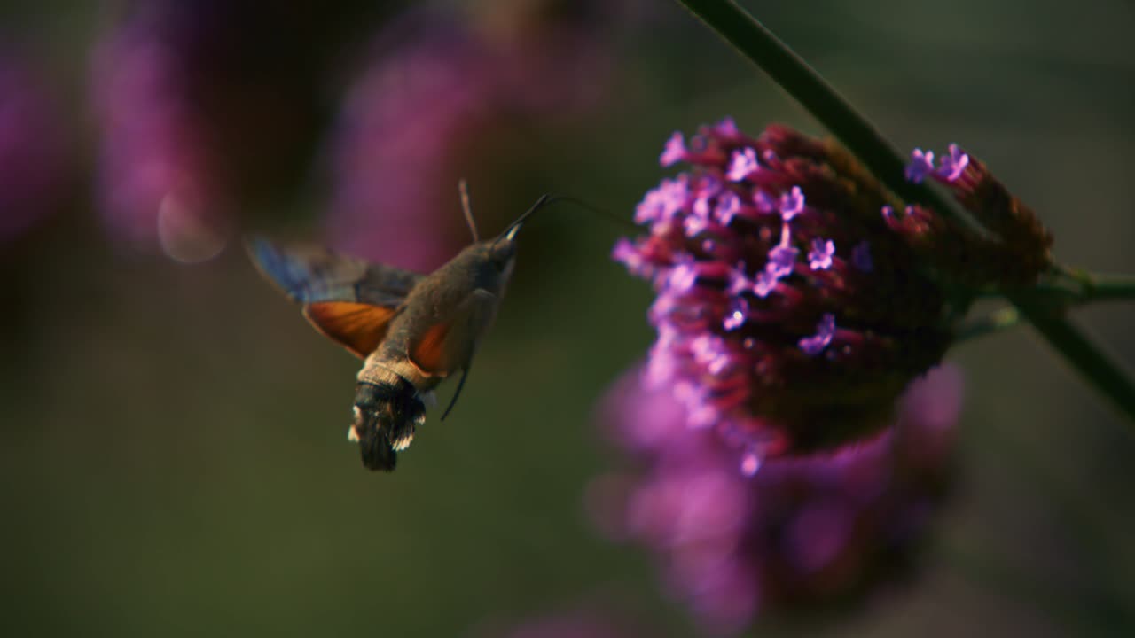 The hummingbird hawk-moth (Macroglossum stellatarum) looking for nectar in between flowers, shot in 1000fps super slowmotion.