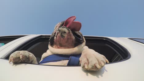 underneath view of funny bulldog enjoying a car ride