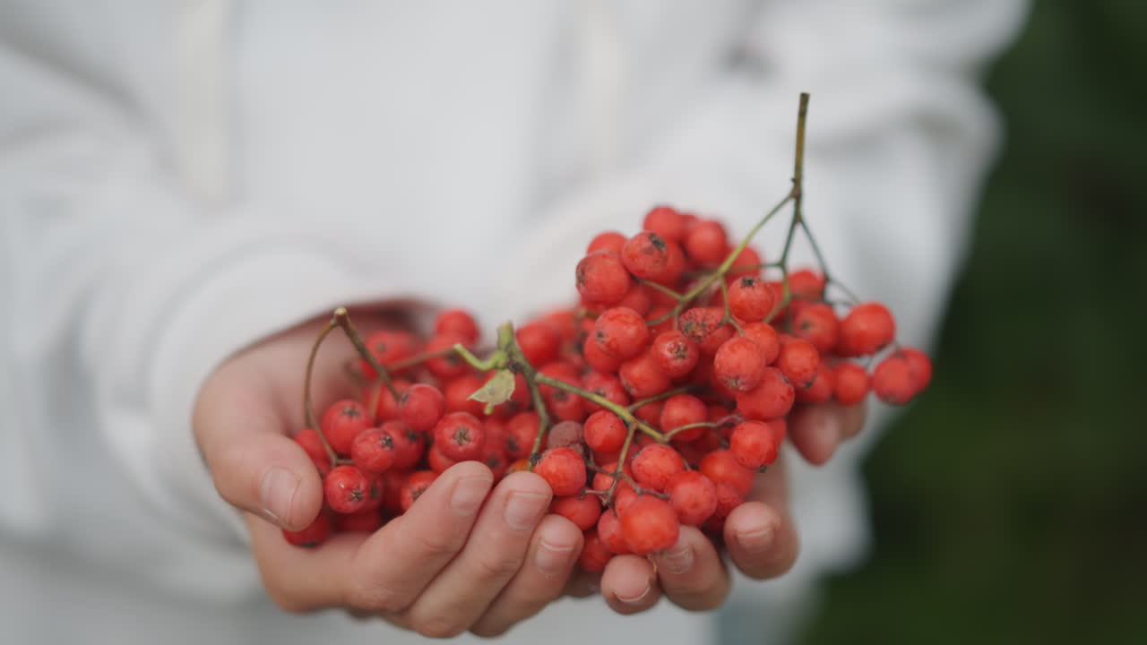 Mani che reggono bacche rosse di sorbo in primo piano; una rivelazione al rallentatore di una persona con maniche bianche che presenta il raccolto stagionale in una luce naturale soffusa. Sfondo verde sfocato, atmosfera di raccolta rustica e texture delicata.