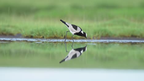 northern lapwing in water
