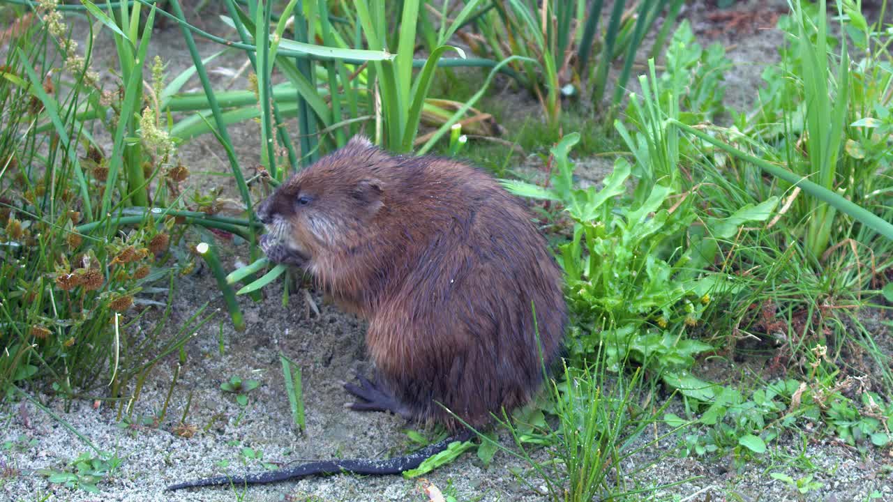 Small cute muskrat on wetland shoreline selects green grass to eat