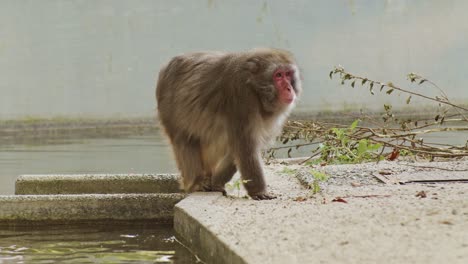 japanese macaque (snow monkey) at the zoo