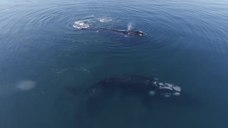 Familia-De-Ballenas-Nadando-Juntas-Cerca-De-La-Superficie-De-Las-Aguas-Azules-En-El-Mar-Patagónico---Drone-Disparó-A-Cámara-Lenta