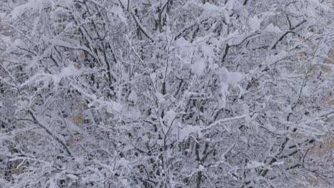 árbol-Con-Sus-Ramas-Totalmente-Cubiertas-De-Nieve