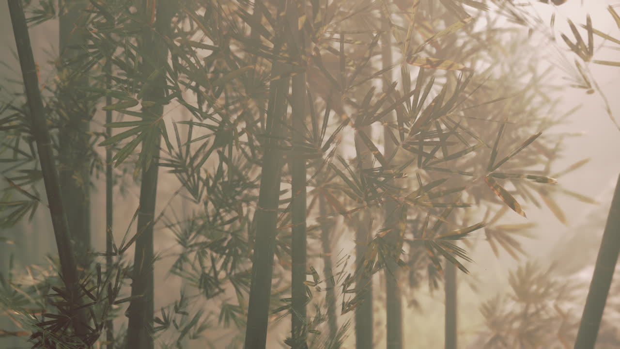 안개 속의 대나무 숲