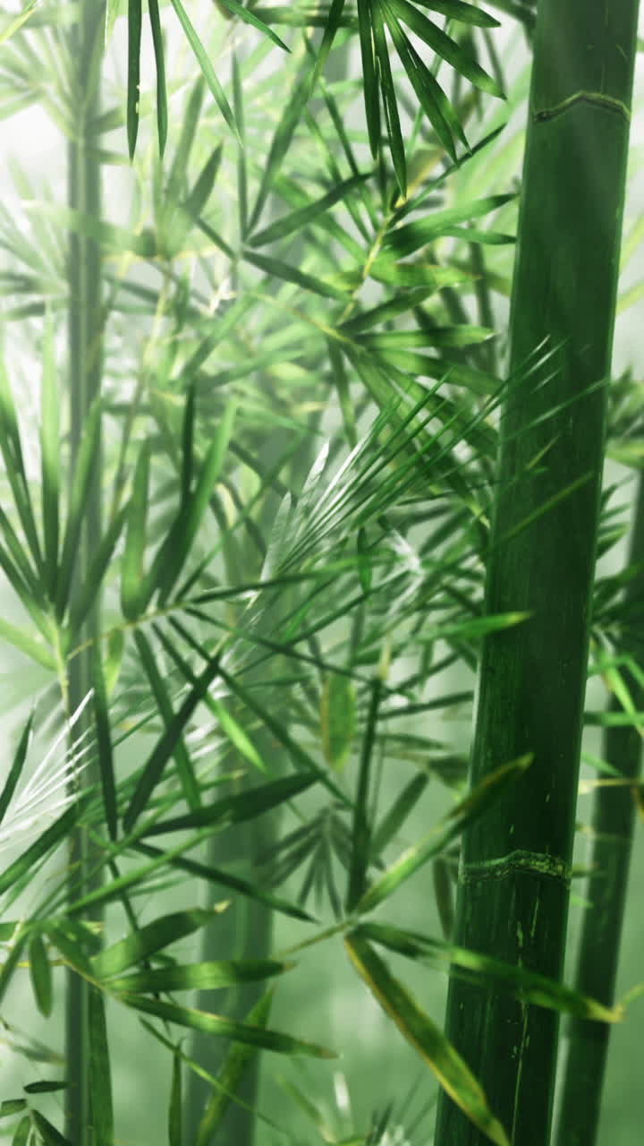 Piante di bambù che crescono in un folto gruppo in un ambiente naturale alla luce del giorno.