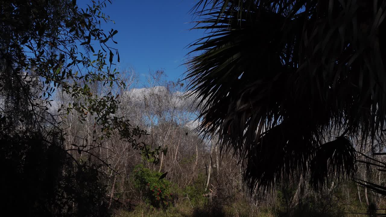 Diversi alberi, tra cui palme, alberi senza foglie e altre specie. Sullo sfondo, un cielo azzurrognolo con poche nuvole.