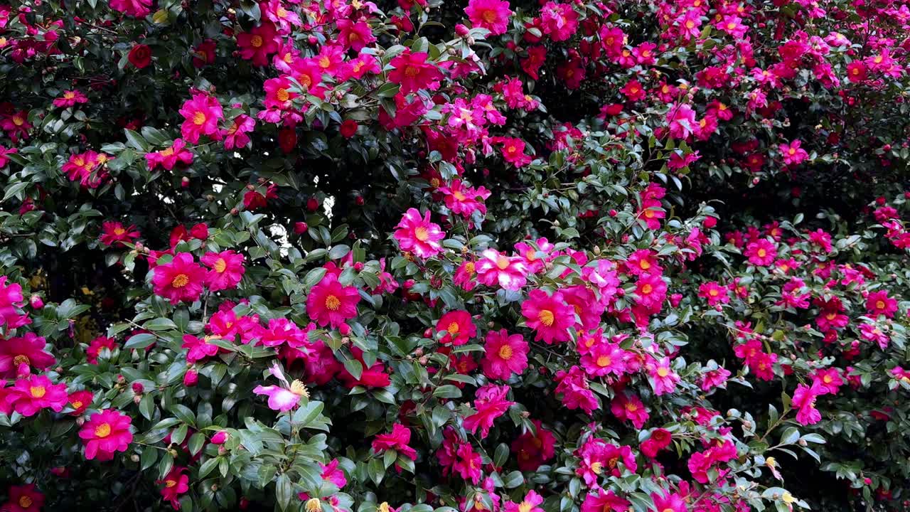 un arbusto colorido de flores rosadas en los jardines de hama rikyu, evocando la calma