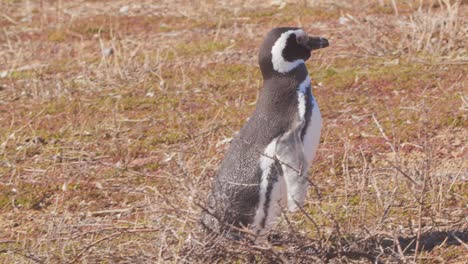 disparo medio de un pingüino de magallanes caminando a través del cuadro cruzando nidos a medida que avanza hacia su propio