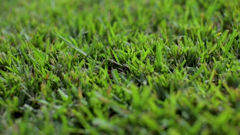 close up of grass on sod farm dolly shot