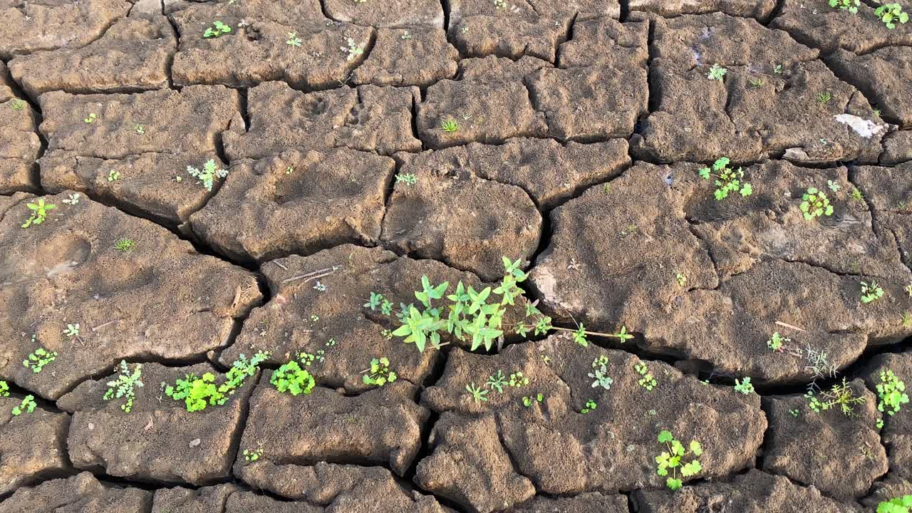 brotan pequeñas plantas que crecen en terrenos arcillosos agrietados después de la lluvia, concepto de sequía