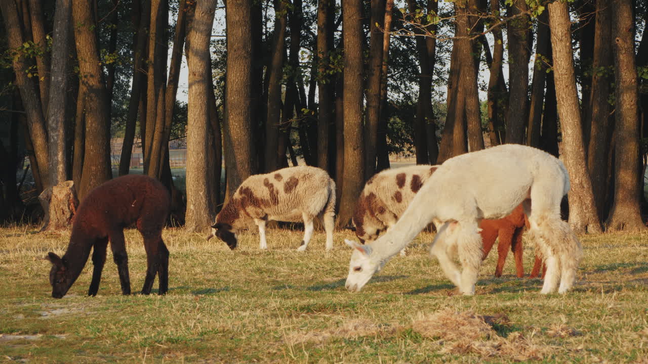 Alpaca en schapen die grazen in een weide