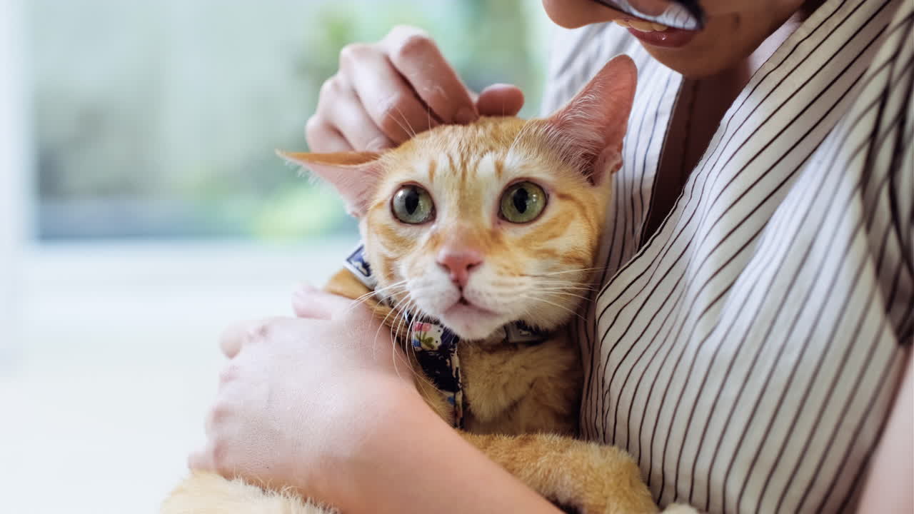 고양이를 쓰다듬는 여자