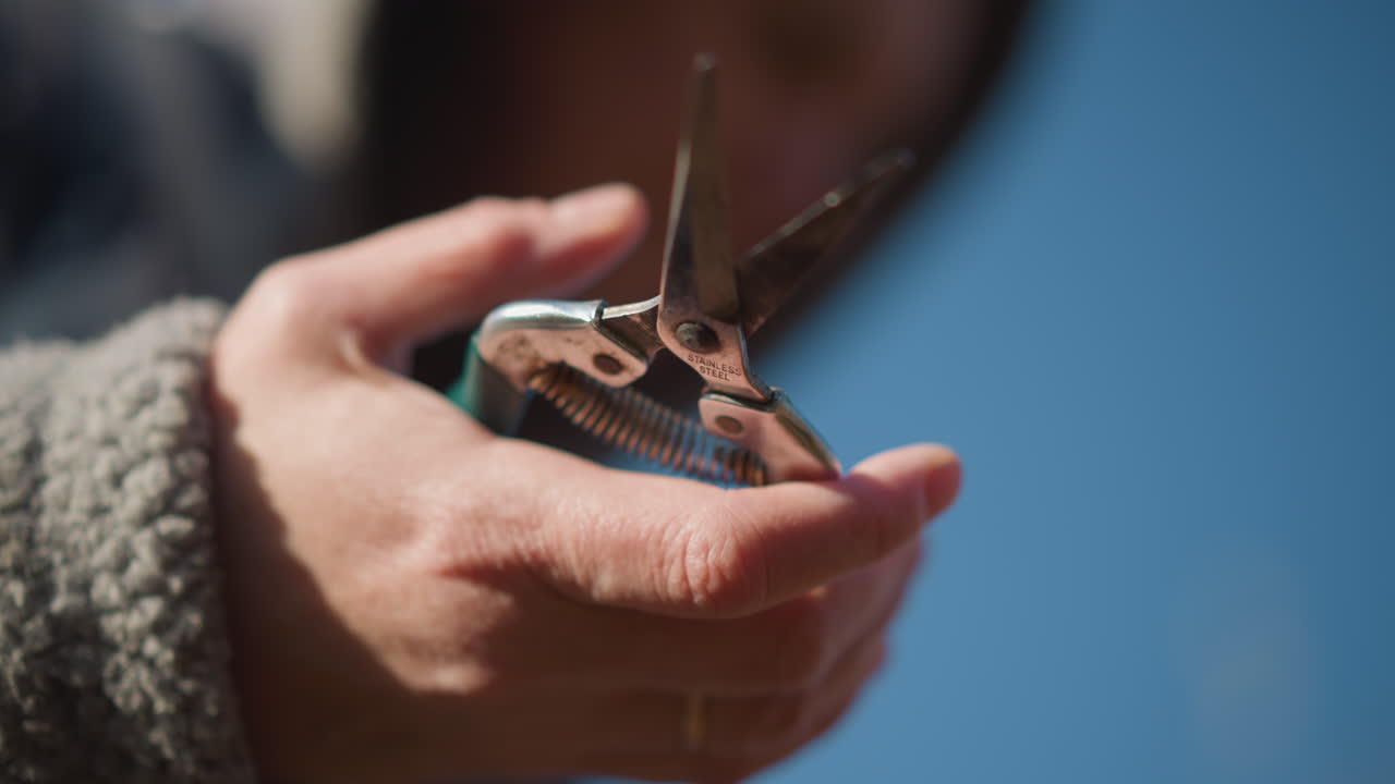 Gardener carefully pruning with focused attention. Preparing to cut tree branches outdoors under sunny sky. Person wielding pruning tools with concentration in bright outdoor environment