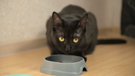 cute domestic black cat licking mouth after eating food from bowl at home