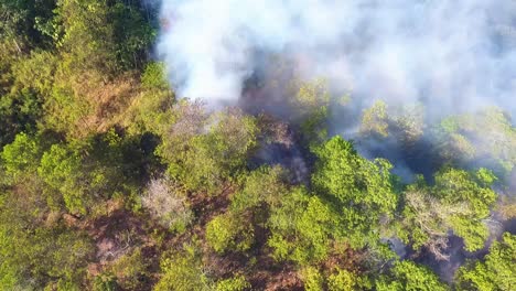 Aerial-view-smoking-wild-fire-forest,-sunny-day,-in-USA---tilt-up,-drone-shot