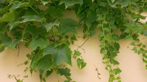 Yellow-painted-stone-wall-overgrown-with-wild-grapes