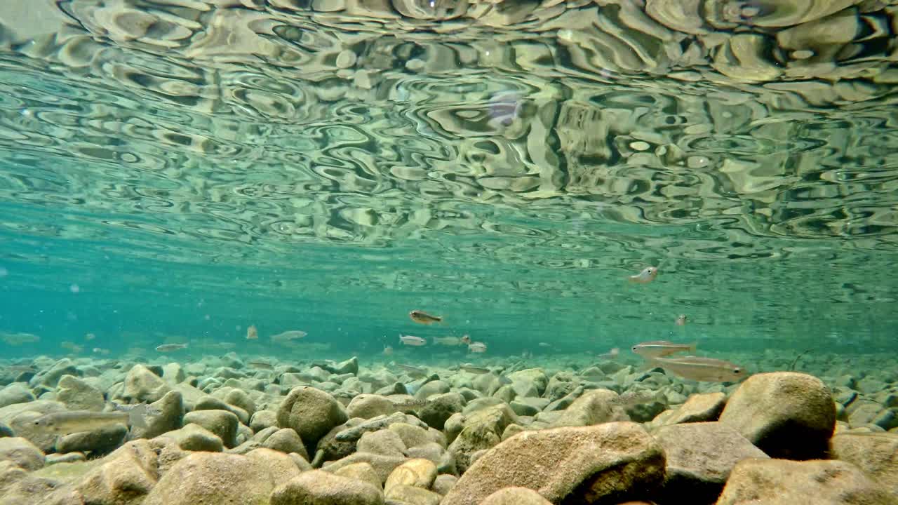 peces que nadan lentamente en aguas muy claras, transparentes y poco profundas