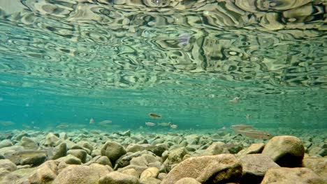 fish slowly swimming in very clear, transparent, shallow water