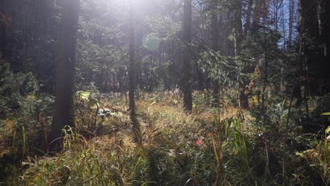 Morgensonne,-Die-über-Einen-Berggipfel-In-Einen-Dichten-Schattigen-Wald-Ragt