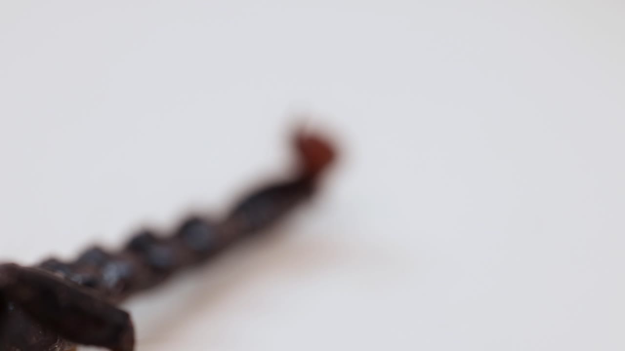 A scorpion moves across a white surface, captured in close-up with detailed focus on its body and legs