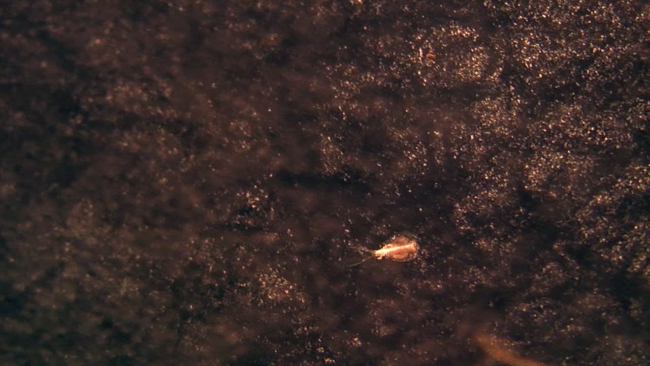 un pequeño camarón renacuajo nada a través del agua