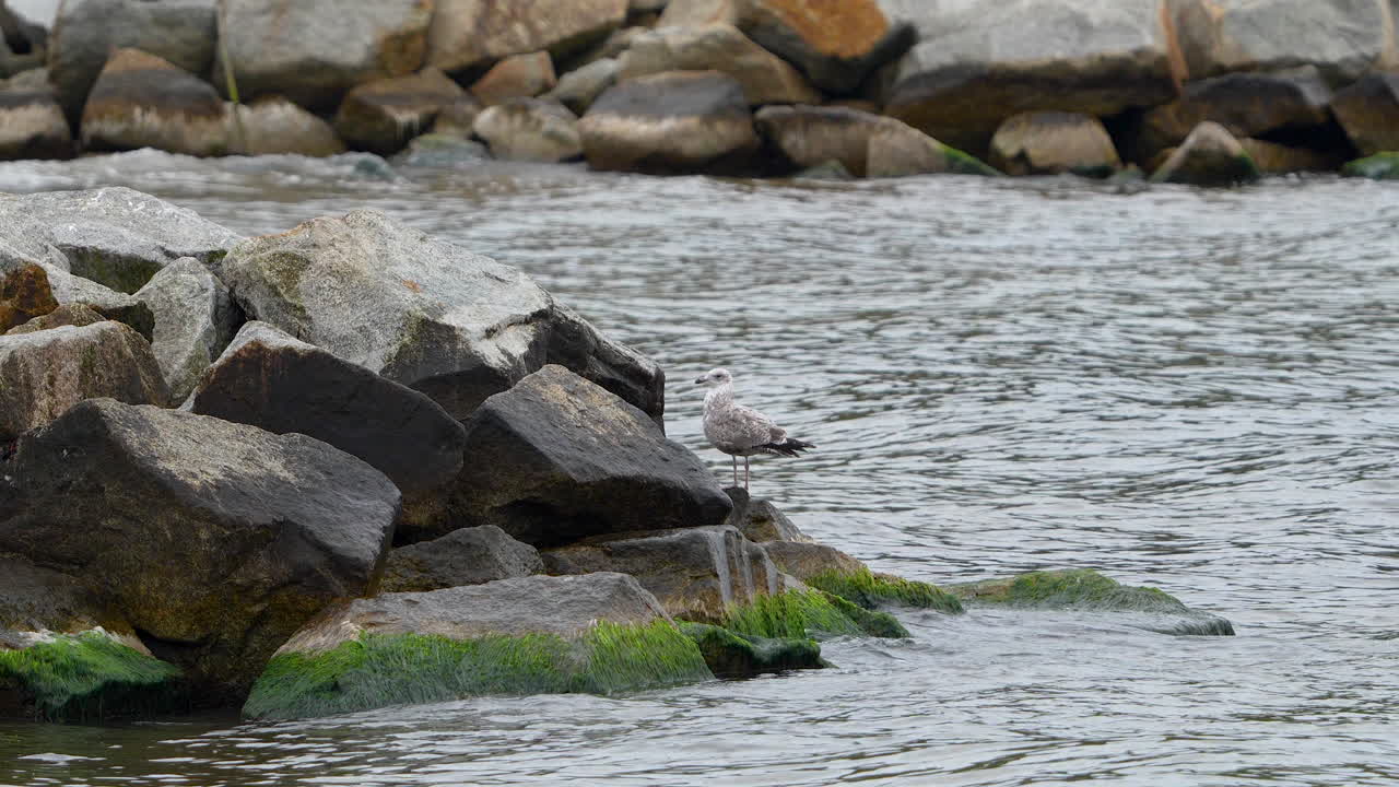 Grey gull standing on a stone near the shore - stone covered with green algae washed by sea waves