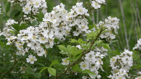 Ein-Blühender-Rosenstrauch-Mit-Mehreren-Blumen-Im-Frühjahr