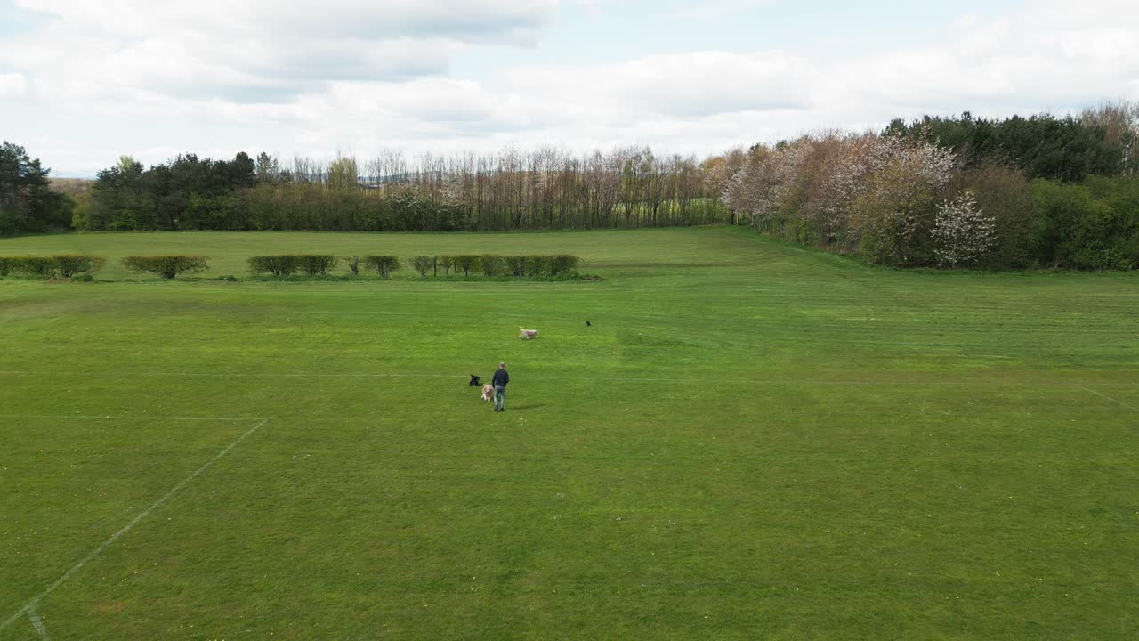 dueño masculino, mascotas de la familia persiguiendo rápido, campo de hierba, cámara lenta, antena