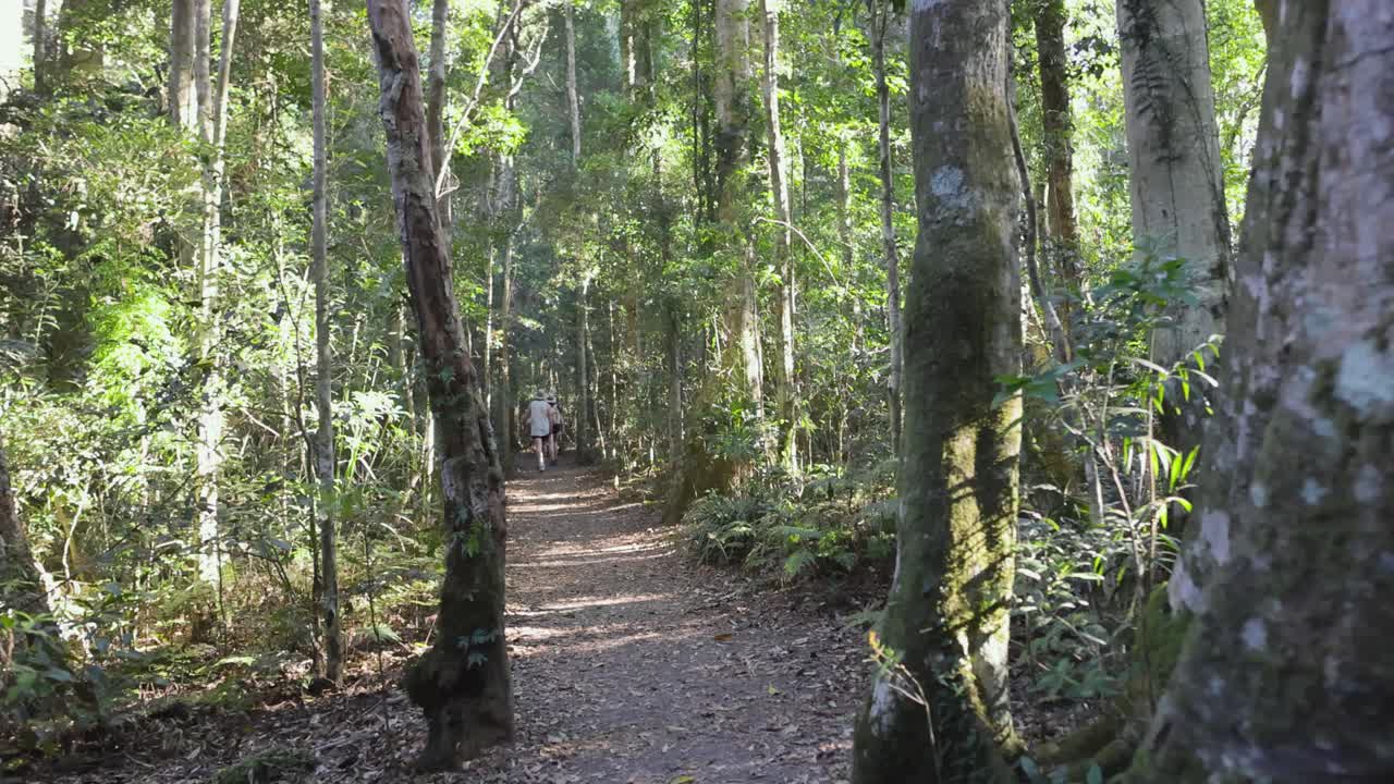 빈나부라 의 숲길 을 따라 고 있다