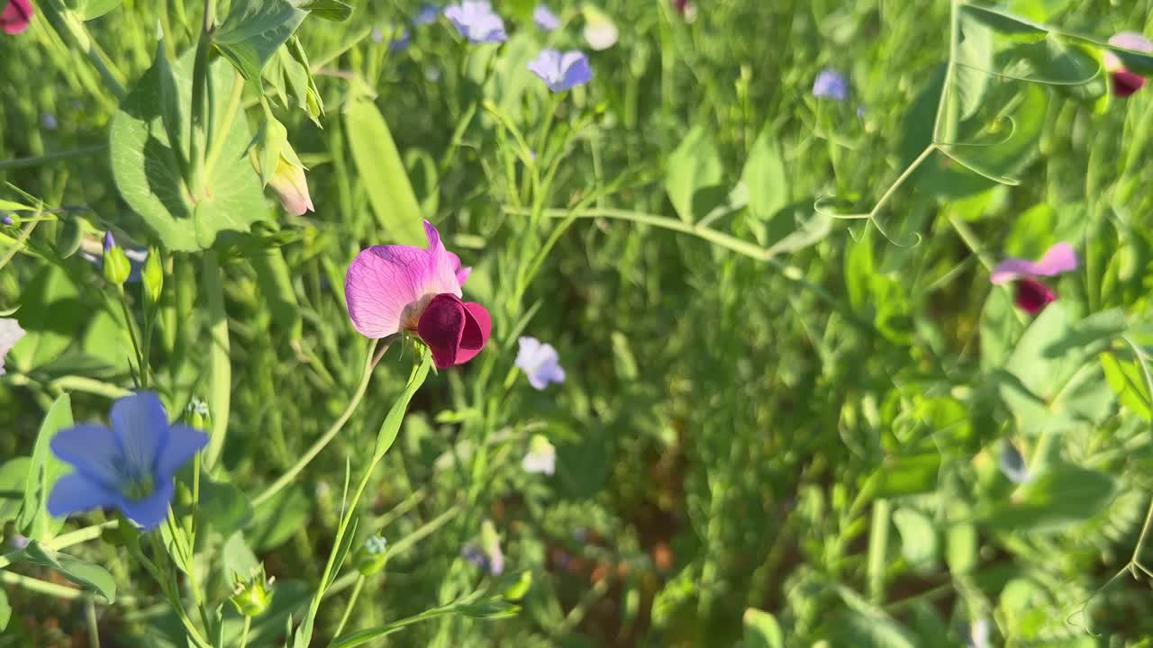 pea plant in blooming in the field