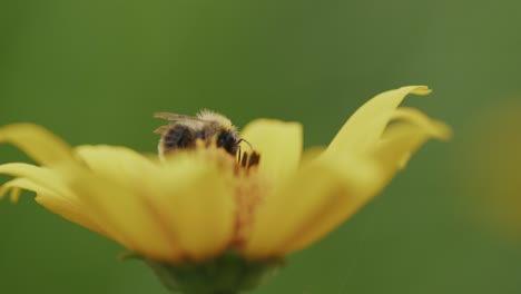 worker bee in soft focus polinates yellow daisy