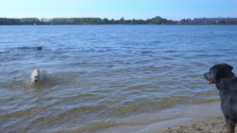 perros descansando cerca de un lago