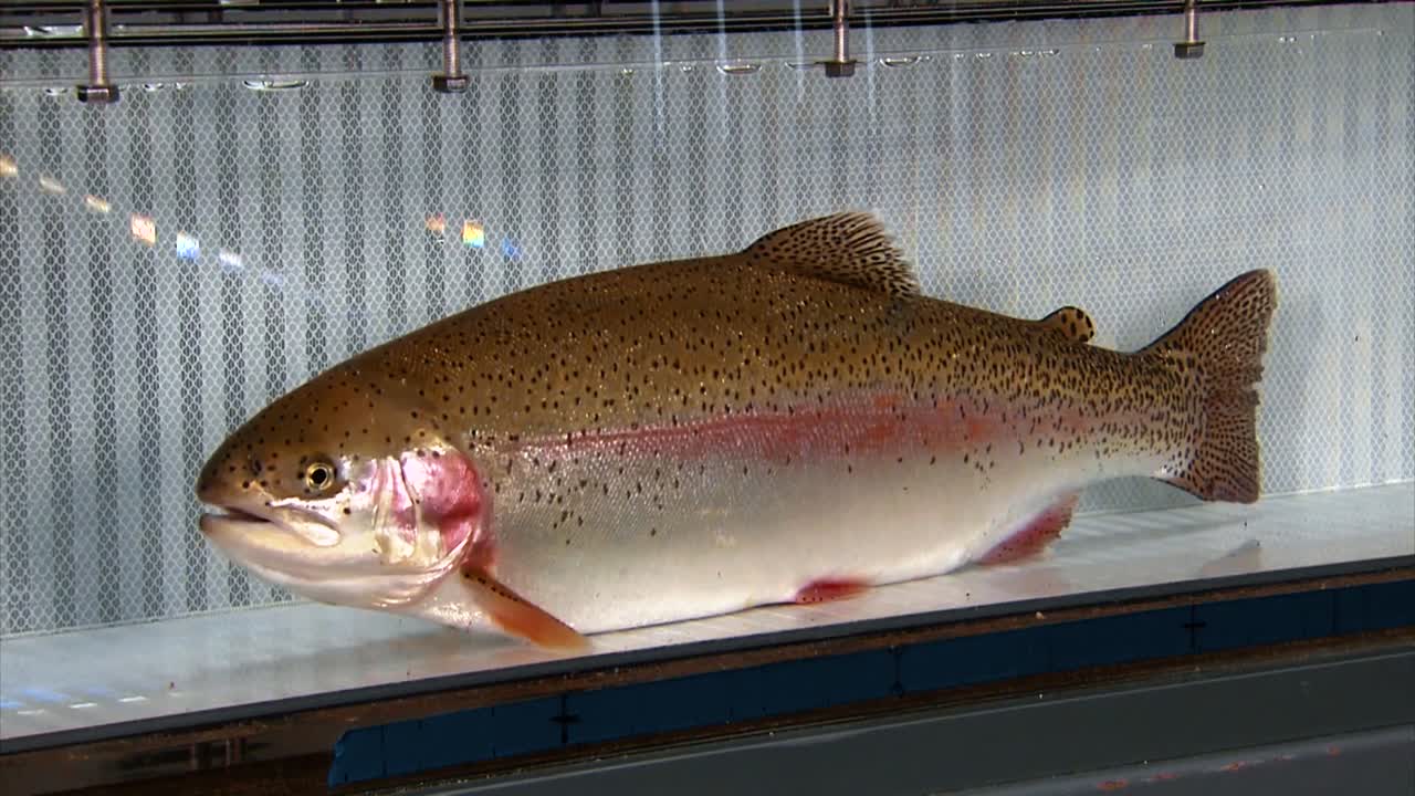 보즈만 어류 기술 센터의 컷스로트 송어 클로즈업은 아가미와 지느러미를 보여줍니다.