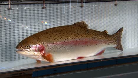 Closeups-Of-A-Cutthroat-Trout-At-The-Bozeman-Fish-Tecnología-Center-Show-Its-Gills-And-Fins