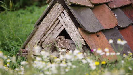 Little-owl-Athene-noctua-lands-at-owl-house-to-feed-chick-and-flies-off-again