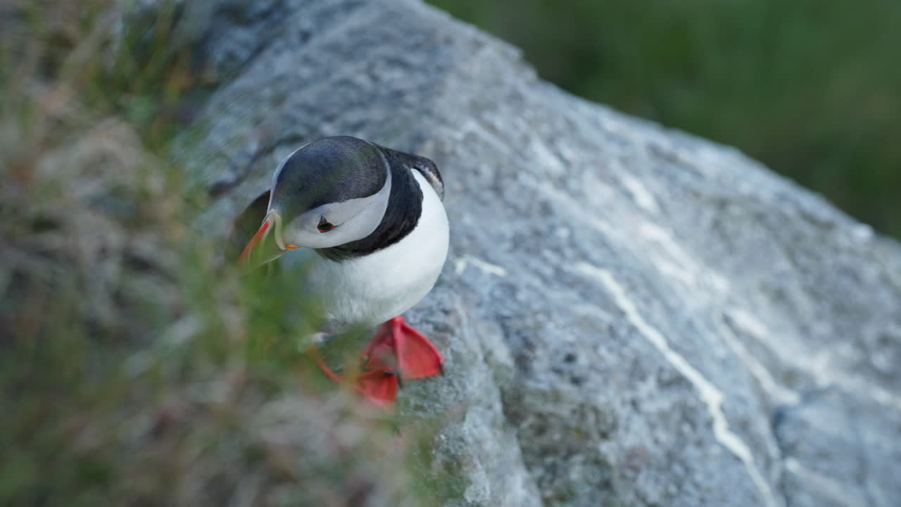 A puffin walks up a rock with its large orange feet and looks around the island of Runde in Norway. Its plumage blows in the strong wind and the sunset is reflected in the bird's eye